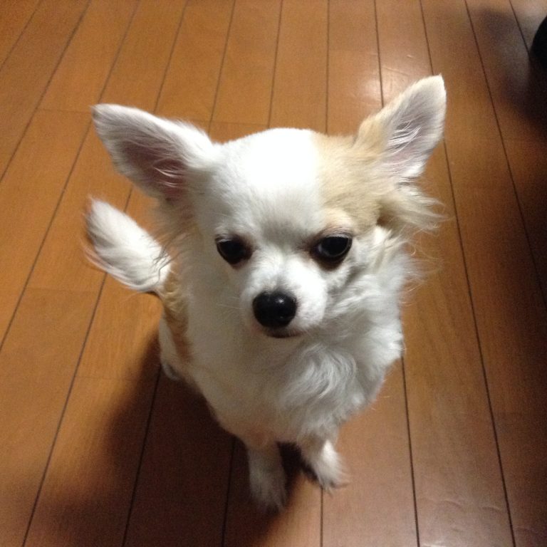 たくさんの愛をありがとう！　愛犬を見送った日の思い